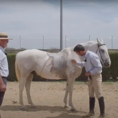 trabajo de campo caballo con problemas