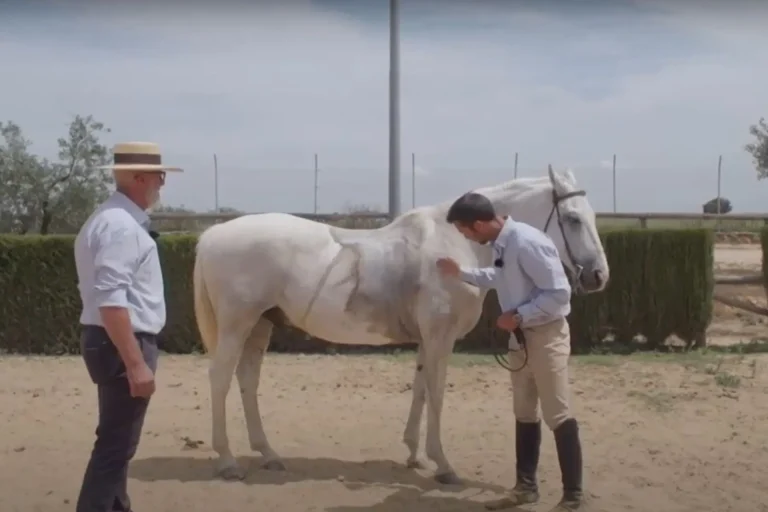 trabajo de campo caballo con problemas